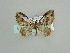  (Xanthorhoe AH01Ch - BC ZSM Lep 29782)  @14 [ ] CreativeCommons - Attribution Non-Commercial Share-Alike (2010) Axel Hausmann/Bavarian State Collection of Zoology (ZSM) SNSB, Zoologische Staatssammlung Muenchen