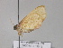  ( - BC ZSM Lep 29786)  @12 [ ] CreativeCommons - Attribution Non-Commercial Share-Alike (2010) Unspecified SNSB, Zoologische Staatssammlung Muenchen