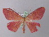  ( - BC ZSM Lep 31212)  @13 [ ] CreativeCommons - Attribution Non-Commercial Share-Alike (2010) Unspecified SNSB, Zoologische Staatssammlung Muenchen
