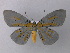  ( - BC ZSM Lep 31213)  @14 [ ] CreativeCommons - Attribution Non-Commercial Share-Alike (2010) Unspecified SNSB, Zoologische Staatssammlung Muenchen