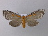 ( - BC ZSM Lep 31214)  @13 [ ] CreativeCommons - Attribution Non-Commercial Share-Alike (2010) Unspecified SNSB, Zoologische Staatssammlung Muenchen