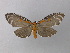  ( - BC ZSM Lep 31224)  @13 [ ] CreativeCommons - Attribution Non-Commercial Share-Alike (2010) Unspecified SNSB, Zoologische Staatssammlung Muenchen