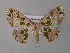  ( - BC ZSM Lep 31247)  @13 [ ] CreativeCommons - Attribution Non-Commercial Share-Alike (2010) Unspecified SNSB, Zoologische Staatssammlung Muenchen