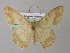 ( - BC ZSM Lep 31249)  @14 [ ] CreativeCommons - Attribution Non-Commercial Share-Alike (2010) Unspecified SNSB, Zoologische Staatssammlung Muenchen