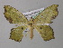  ( - BC ZSM Lep 31254)  @13 [ ] CreativeCommons - Attribution Non-Commercial Share-Alike (2010) Unspecified SNSB, Zoologische Staatssammlung Muenchen