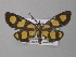  ( - BC ZSM Lep 31255)  @13 [ ] CreativeCommons - Attribution Non-Commercial Share-Alike (2010) Unspecified SNSB, Zoologische Staatssammlung Muenchen
