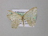  ( - BC ZSM Lep 31269)  @13 [ ] CreativeCommons - Attribution Non-Commercial Share-Alike (2010) Unspecified SNSB, Zoologische Staatssammlung Muenchen