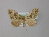  (Electrophaes AH01Ph - BC ZSM Lep 31271)  @13 [ ] CreativeCommons - Attribution Non-Commercial Share-Alike (2010) Unspecified SNSB, Zoologische Staatssammlung Muenchen