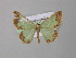  (Zamarada AH01Ph - BC ZSM Lep 31282)  @14 [ ] CreativeCommons - Attribution Non-Commercial Share-Alike (2010) Unspecified SNSB, Zoologische Staatssammlung Muenchen