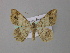  ( - BC ZSM Lep 31283)  @14 [ ] CreativeCommons - Attribution Non-Commercial Share-Alike (2010) Unspecified SNSB, Zoologische Staatssammlung Muenchen