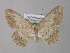  (Luxiaria AH01Ph - BC ZSM Lep 31295)  @15 [ ] CreativeCommons - Attribution Non-Commercial Share-Alike (2010) Unspecified SNSB, Zoologische Staatssammlung Muenchen