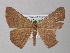  ( - BC ZSM Lep 31298)  @14 [ ] CreativeCommons - Attribution Non-Commercial Share-Alike (2010) Unspecified SNSB, Zoologische Staatssammlung Muenchen