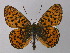  ( - BC ZSM Lep 32165)  @13 [ ] CreativeCommons - Attribution Non-Commercial Share-Alike (2010) Unspecified SNSB, Zoologische Staatssammlung Muenchen