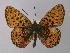  ( - BC ZSM Lep 32166)  @13 [ ] CreativeCommons - Attribution Non-Commercial Share-Alike (2010) Unspecified SNSB, Zoologische Staatssammlung Muenchen