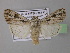  (Agrotis sabine - BC ZSM Lep 32207)  @14 [ ] CreativeCommons - Attribution Non-Commercial Share-Alike (2010) Unspecified SNSB, Zoologische Staatssammlung Muenchen