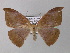  ( - BC ZSM Lep 32209)  @11 [ ] CreativeCommons - Attribution Non-Commercial Share-Alike (2010) Unspecified SNSB, Zoologische Staatssammlung Muenchen