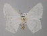  (Sericoptera AH02Ve - BC ZSM Lep 32226)  @14 [ ] CreativeCommons - Attribution Non-Commercial Share-Alike (2010) Unspecified SNSB, Zoologische Staatssammlung Muenchen