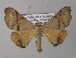  (Pero pumaria - BC ZSM Lep 32227)  @15 [ ] CreativeCommons - Attribution Non-Commercial Share-Alike (2010) Unspecified SNSB, Zoologische Staatssammlung Muenchen