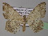  ( - BC ZSM Lep 32229)  @14 [ ] CreativeCommons - Attribution Non-Commercial Share-Alike (2010) Unspecified SNSB, Zoologische Staatssammlung Muenchen