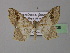  ( - BC ZSM Lep 32236)  @14 [ ] CreativeCommons - Attribution Non-Commercial Share-Alike (2010) Unspecified SNSB, Zoologische Staatssammlung Muenchen