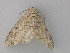  ( - BC ZSM Lep 32237)  @13 [ ] CreativeCommons - Attribution Non-Commercial Share-Alike (2010) Unspecified SNSB, Zoologische Staatssammlung Muenchen