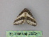  (Ligdia pectinicornis - BC ZSM Lep 32254)  @13 [ ] CreativeCommons - Attribution Non-Commercial Share-Alike (2010) Unspecified SNSB, Zoologische Staatssammlung Muenchen