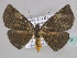  (Oxydia - BC ZSM Lep 33973)  @15 [ ] CreativeCommons - Attribution Non-Commercial Share-Alike (2010) Unspecified SNSB, Zoologische Staatssammlung Muenchen