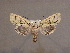  ( - BC ZSM Lep 33981)  @11 [ ] CreativeCommons - Attribution Non-Commercial Share-Alike (2010) Unspecified SNSB, Zoologische Staatssammlung Muenchen