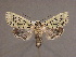  ( - BC ZSM Lep 33986)  @11 [ ] CreativeCommons - Attribution Non-Commercial Share-Alike (2010) Unspecified SNSB, Zoologische Staatssammlung Muenchen