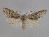  ( - BC ZSM Lep 34000)  @12 [ ] CreativeCommons - Attribution Non-Commercial Share-Alike (2010) Unspecified SNSB, Zoologische Staatssammlung Muenchen