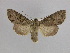  ( - BC ZSM Lep 34003)  @14 [ ] CreativeCommons - Attribution Non-Commercial Share-Alike (2010) Unspecified SNSB, Zoologische Staatssammlung Muenchen