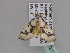  ( - BC ZSM Lep 34027)  @12 [ ] CreativeCommons - Attribution Non-Commercial Share-Alike (2010) Unspecified SNSB, Zoologische Staatssammlung Muenchen