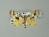  ( - BC ZSM Lep 34027)  @13 [ ] CreativeCommons - Attribution Non-Commercial Share-Alike (2012) Axel Hausmann/Bavarian State Collection of Zoology (ZSM) SNSB, Zoologische Staatssammlung Muenchen