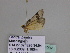  ( - BC ZSM Lep 34037)  @12 [ ] CreativeCommons - Attribution Non-Commercial Share-Alike (2010) Unspecified SNSB, Zoologische Staatssammlung Muenchen