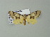  ( - BC ZSM Lep 34037)  @13 [ ] CreativeCommons - Attribution Non-Commercial Share-Alike (2012) Axel Hausmann/Bavarian State Collection of Zoology (ZSM) SNSB, Zoologische Staatssammlung Muenchen