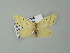  (Lacipa gracilis - BC ZSM Lep 34039)  @14 [ ] CreativeCommons - Attribution Non-Commercial Share-Alike (2012) Axel Hausmann/Bavarian State Collection of Zoology (ZSM) SNSB, Zoologische Staatssammlung Muenchen