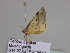  ( - BC ZSM Lep 34040)  @12 [ ] CreativeCommons - Attribution Non-Commercial Share-Alike (2010) Unspecified SNSB, Zoologische Staatssammlung Muenchen