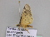  ( - BC ZSM Lep 34041)  @12 [ ] CreativeCommons - Attribution Non-Commercial Share-Alike (2010) Unspecified SNSB, Zoologische Staatssammlung Muenchen