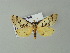  ( - BC ZSM Lep 34041)  @13 [ ] CreativeCommons - Attribution Non-Commercial Share-Alike (2012) Axel Hausmann/Bavarian State Collection of Zoology (ZSM) SNSB, Zoologische Staatssammlung Muenchen