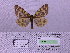  ( - BC AB Lep 00013)  @13 [ ] Copyright (2010) Unspecified Research Collection of Andreas Bergmann