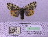  ( - BC AB Lep 00022)  @12 [ ] Copyright (2010) Unspecified Research Collection of Andreas Bergmann