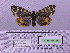  ( - BC AB Lep 00026)  @13 [ ] Copyright (2010) Unspecified Research Collection of Andreas Bergmann