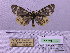  (Arctia alpina - BC AB Lep 00027)  @13 [ ] Copyright (2010) Unspecified Research Collection of Andreas Bergmann