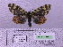  (Arctia alpina severa - BC AB Lep 00028)  @13 [ ] Copyright (2010) Unspecified Research Collection of Andreas Bergmann