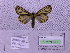  (Grammia quenseli liturata - BC AB Lep 00048)  @12 [ ] Copyright (2010) Unspecified Research Collection of Andreas Bergmann