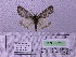  ( - BC AB Lep 00056)  @12 [ ] Copyright (2010) Unspecified Research Collection of Andreas Bergmann
