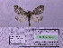  (Holoarctia puengeleri - BC AB Lep 00057)  @13 [ ] Copyright (2010) Unspecified Research Collection of Andreas Bergmann