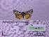  ( - BC AB Lep 00092)  @12 [ ] Copyright (2010) Unspecified Research Collection of Andreas Bergmann