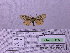  ( - BC AB Lep 00095)  @12 [ ] Copyright (2010) Unspecified Research Collection of Andreas Bergmann