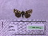  ( - BC AB Lep 00096)  @12 [ ] Copyright (2010) Unspecified Research Collection of Andreas Bergmann